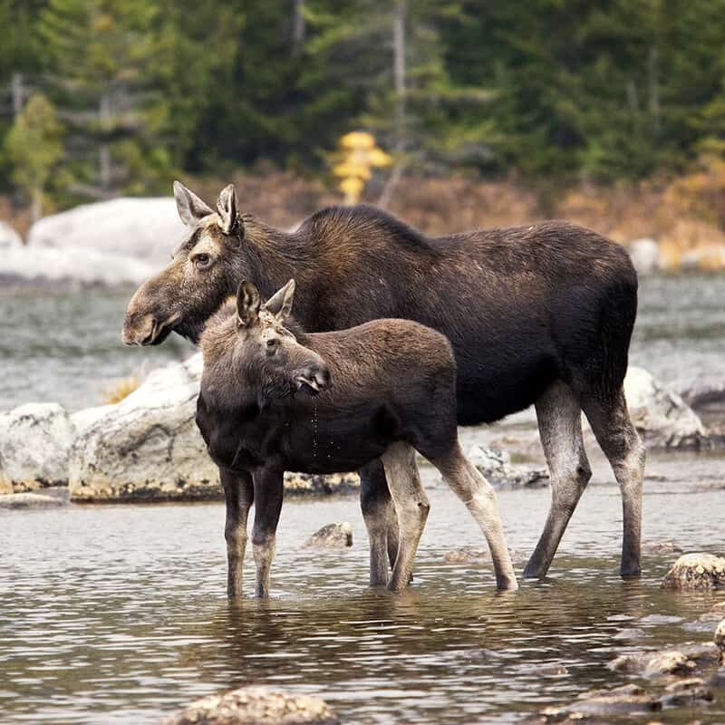Mother moose and yearling calf